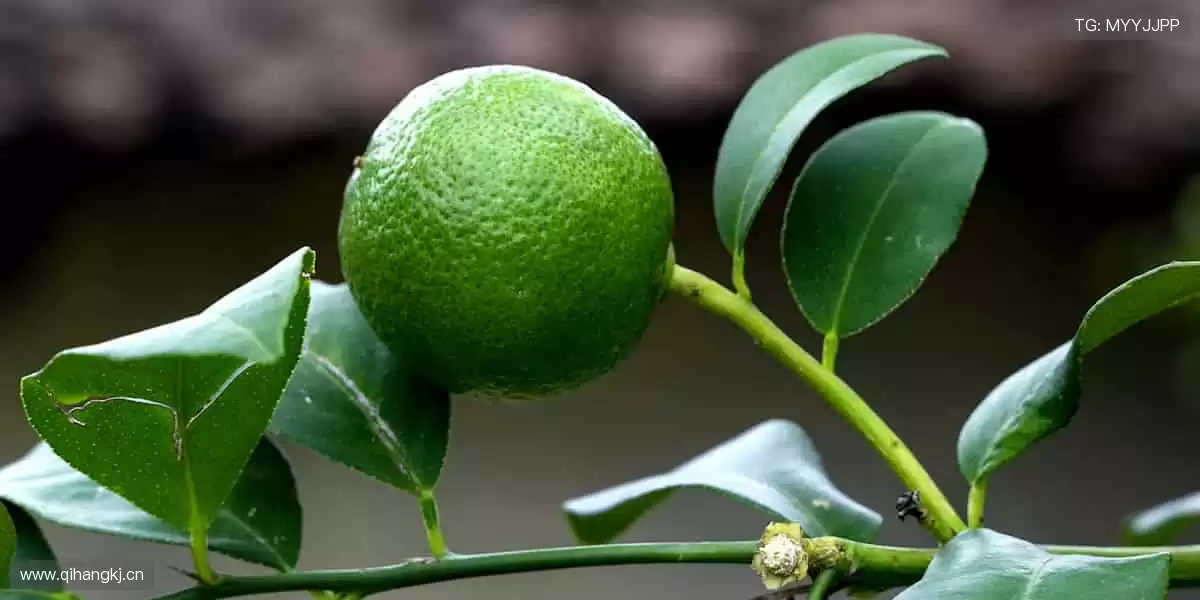 🌟🎮 周边精品,彰显热爱!